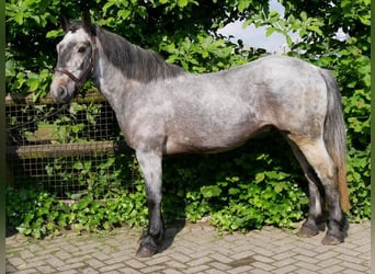 Más ponis/caballos pequeños, Caballo castrado, 5 años, 135 cm