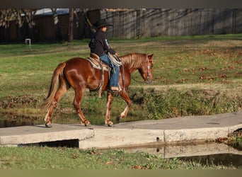 Más ponis/caballos pequeños, Caballo castrado, 5 años, 137 cm, Alazán rojizo