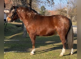 Más ponis/caballos pequeños, Caballo castrado, 5 años, 137 cm