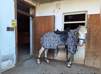 Más ponis/caballos pequeños Mestizo, Caballo castrado, 5 años, 140 cm, Atigrado/Moteado