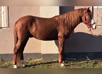 Más ponis/caballos pequeños, Caballo castrado, 5 años, 140 cm