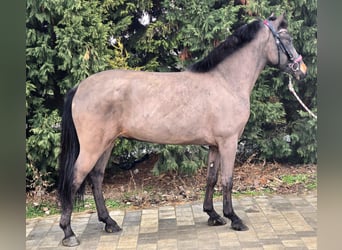 Más ponis/caballos pequeños, Caballo castrado, 5 años, 140 cm