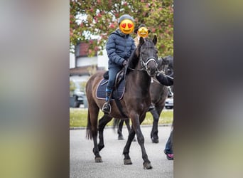 Más ponis/caballos pequeños, Caballo castrado, 5 años, 140 cm, Castaño oscuro