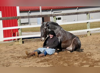 Más ponis/caballos pequeños Mestizo, Caballo castrado, 5 años, 142 cm, Ruano azulado