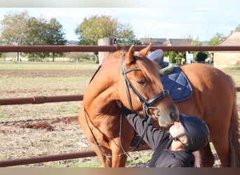 Más ponis/caballos pequeños Mestizo, Caballo castrado, 5 años, 143 cm, Alazán