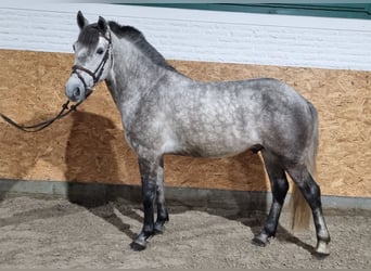 Más ponis/caballos pequeños, Caballo castrado, 5 años, 144 cm, Tordo