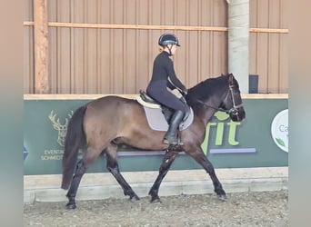 Más ponis/caballos pequeños, Caballo castrado, 5 años, 145 cm, Bayo