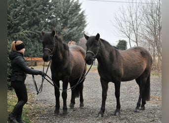 Más ponis/caballos pequeños, Caballo castrado, 5 años, 145 cm, Bayo