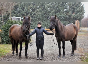 Más ponis/caballos pequeños, Caballo castrado, 5 años, 145 cm, Bayo