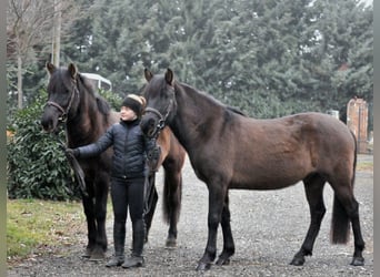 Más ponis/caballos pequeños, Caballo castrado, 5 años, 145 cm, Bayo