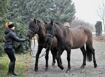 Más ponis/caballos pequeños, Caballo castrado, 5 años, 145 cm, Bayo