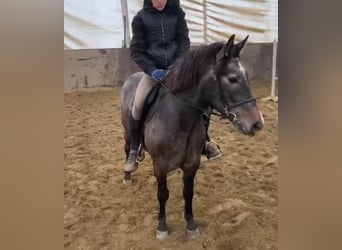 Más ponis/caballos pequeños, Caballo castrado, 5 años, 145 cm