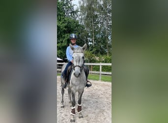 Más ponis/caballos pequeños, Caballo castrado, 5 años, 145 cm, Tordo rodado