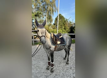 Más ponis/caballos pequeños, Caballo castrado, 5 años, 145 cm, Tordo rodado