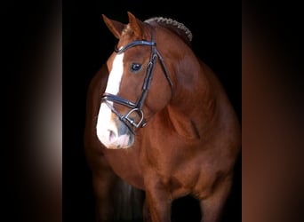 Más ponis/caballos pequeños, Caballo castrado, 5 años, 146 cm, Alazán