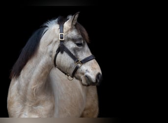 Más ponis/caballos pequeños, Caballo castrado, 5 años, 146 cm, Bayo