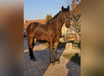 Más ponis/caballos pequeños, Caballo castrado, 5 años, 146 cm, Castaño