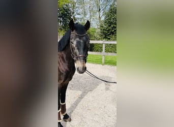 Más ponis/caballos pequeños, Caballo castrado, 5 años, 147 cm, Ruano azulado