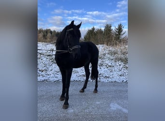 Más ponis/caballos pequeños, Caballo castrado, 5 años, 148 cm, Negro