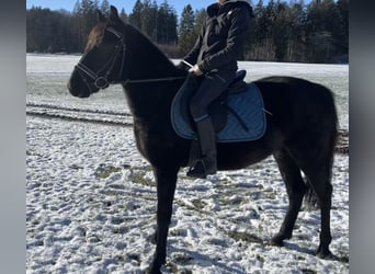 Más ponis/caballos pequeños, Caballo castrado, 5 años, 148 cm, Negro