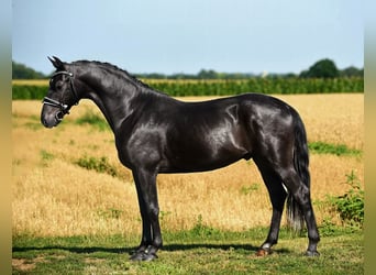 Más ponis/caballos pequeños, Caballo castrado, 5 años, 148 cm, Negro