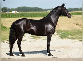 Más ponis/caballos pequeños, Caballo castrado, 5 años, 148 cm, Negro