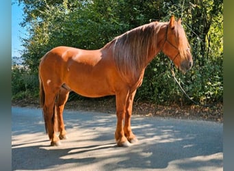 Más ponis/caballos pequeños, Caballo castrado, 5 años, 150 cm, Alazán