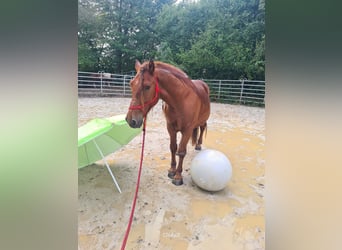 Más ponis/caballos pequeños, Caballo castrado, 5 años, 150 cm, Alazán