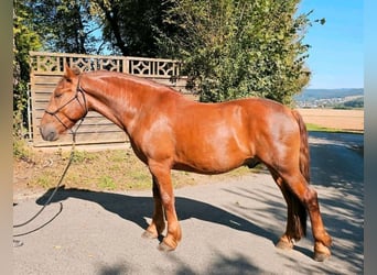 Más ponis/caballos pequeños, Caballo castrado, 5 años, 150 cm, Alazán