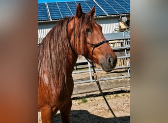 Más ponis/caballos pequeños, Caballo castrado, 5 años, 150 cm, Alazán