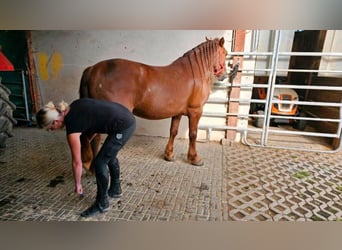 Más ponis/caballos pequeños, Caballo castrado, 5 años, 150 cm, Alazán