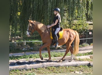 Más ponis/caballos pequeños, Caballo castrado, 5 años, 152 cm, Alazán