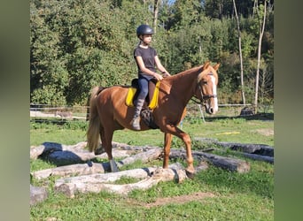 Más ponis/caballos pequeños, Caballo castrado, 5 años, 152 cm, Alazán