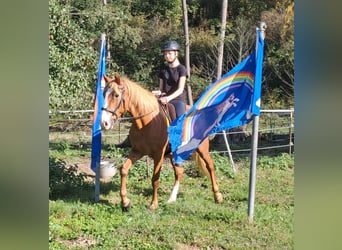 Más ponis/caballos pequeños, Caballo castrado, 5 años, 152 cm, Alazán