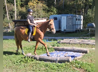 Más ponis/caballos pequeños, Caballo castrado, 5 años, 152 cm, Alazán