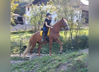 Más ponis/caballos pequeños, Caballo castrado, 5 años, 152 cm, Alazán