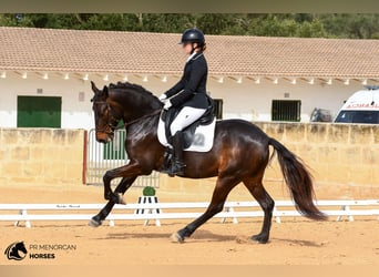 Más ponis/caballos pequeños, Caballo castrado, 5 años, 152 cm, Castaño oscuro