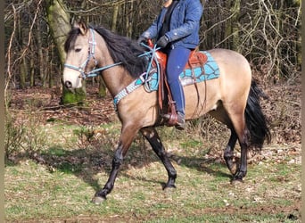 Más ponis/caballos pequeños, Caballo castrado, 5 años, 153 cm, Bayo