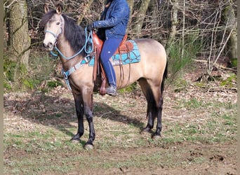Más ponis/caballos pequeños, Caballo castrado, 5 años, 153 cm, Bayo