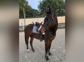 Más ponis/caballos pequeños, Caballo castrado, 5 años, 154 cm, Castaño