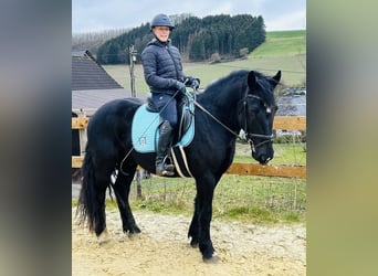 Más ponis/caballos pequeños Mestizo, Caballo castrado, 5 años, 154 cm, Negro