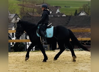 Más ponis/caballos pequeños Mestizo, Caballo castrado, 5 años, 154 cm, Negro