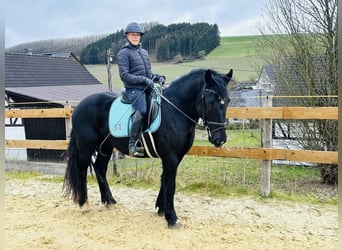 Más ponis/caballos pequeños Mestizo, Caballo castrado, 5 años, 154 cm, Negro