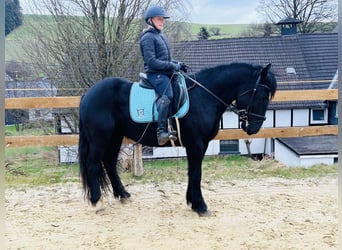 Más ponis/caballos pequeños Mestizo, Caballo castrado, 5 años, 154 cm, Negro