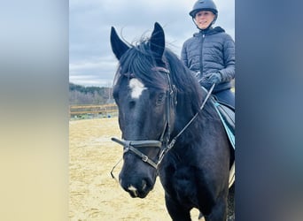 Más ponis/caballos pequeños Mestizo, Caballo castrado, 5 años, 154 cm, Negro