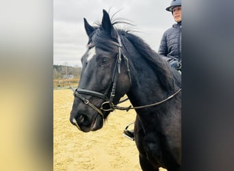 Más ponis/caballos pequeños Mestizo, Caballo castrado, 5 años, 154 cm, Negro