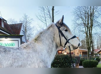 Más ponis/caballos pequeños, Caballo castrado, 5 años, 154 cm, Tordo