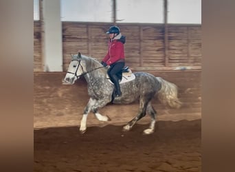 Más ponis/caballos pequeños, Caballo castrado, 5 años, 155 cm, Tordo rodado