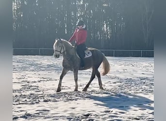 Más ponis/caballos pequeños, Caballo castrado, 5 años, 155 cm, Tordo rodado