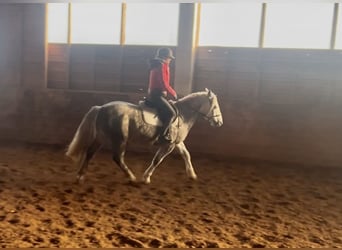 Más ponis/caballos pequeños, Caballo castrado, 5 años, 155 cm, Tordo rodado